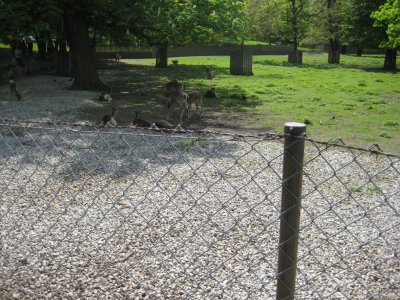 Vatertag Hirschgarten 2013